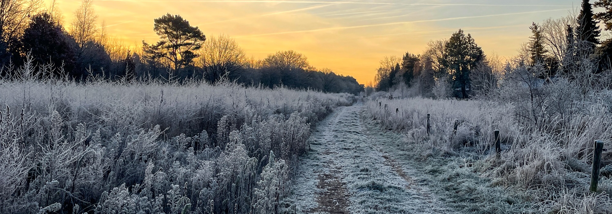 Wandelpad tussen met rijp bedekte struiken en gras, met op de achtergrond een oranjegele winterlucht en silhouetten van bomen.