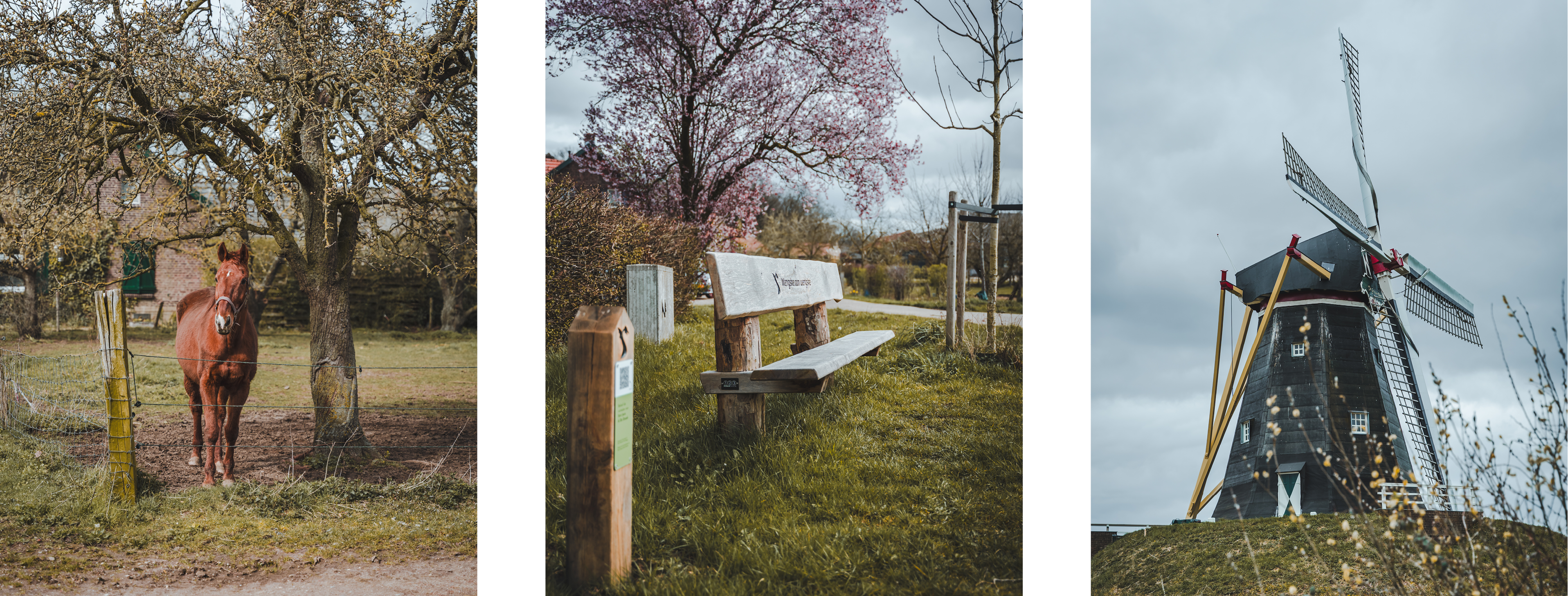 Paard, Bankje en molen de Grauwe Beer in Beesel drieluik