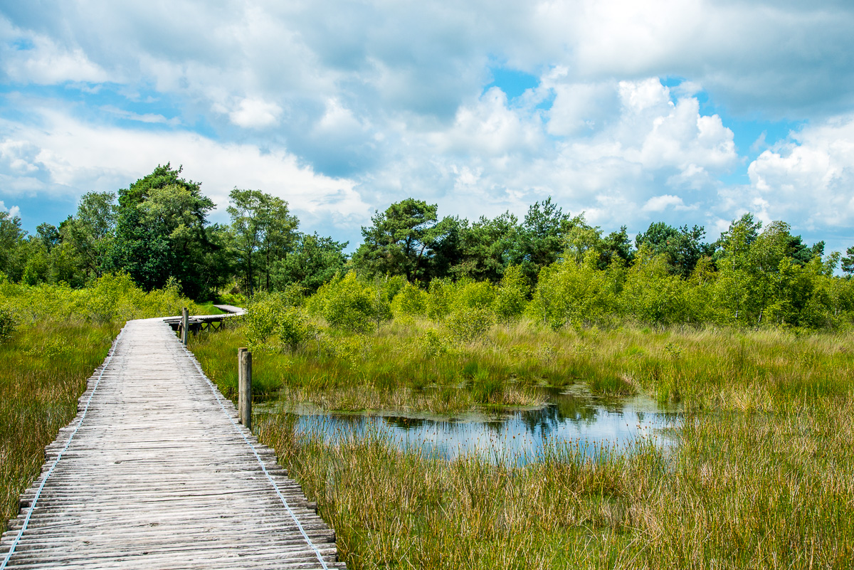 knuppelbrug in de Groote peel