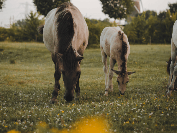 Twee paarden, moeder en veulen staan samen te grazen