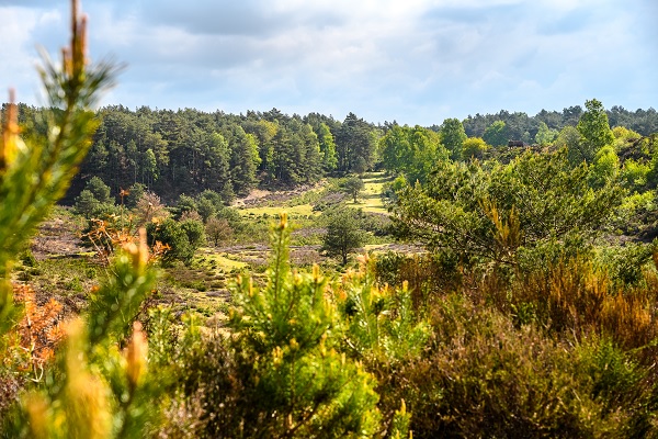 Vergezicht op de bossen van het Elmpter Bruch in Duitsland