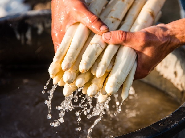 Asperges worden gewassen