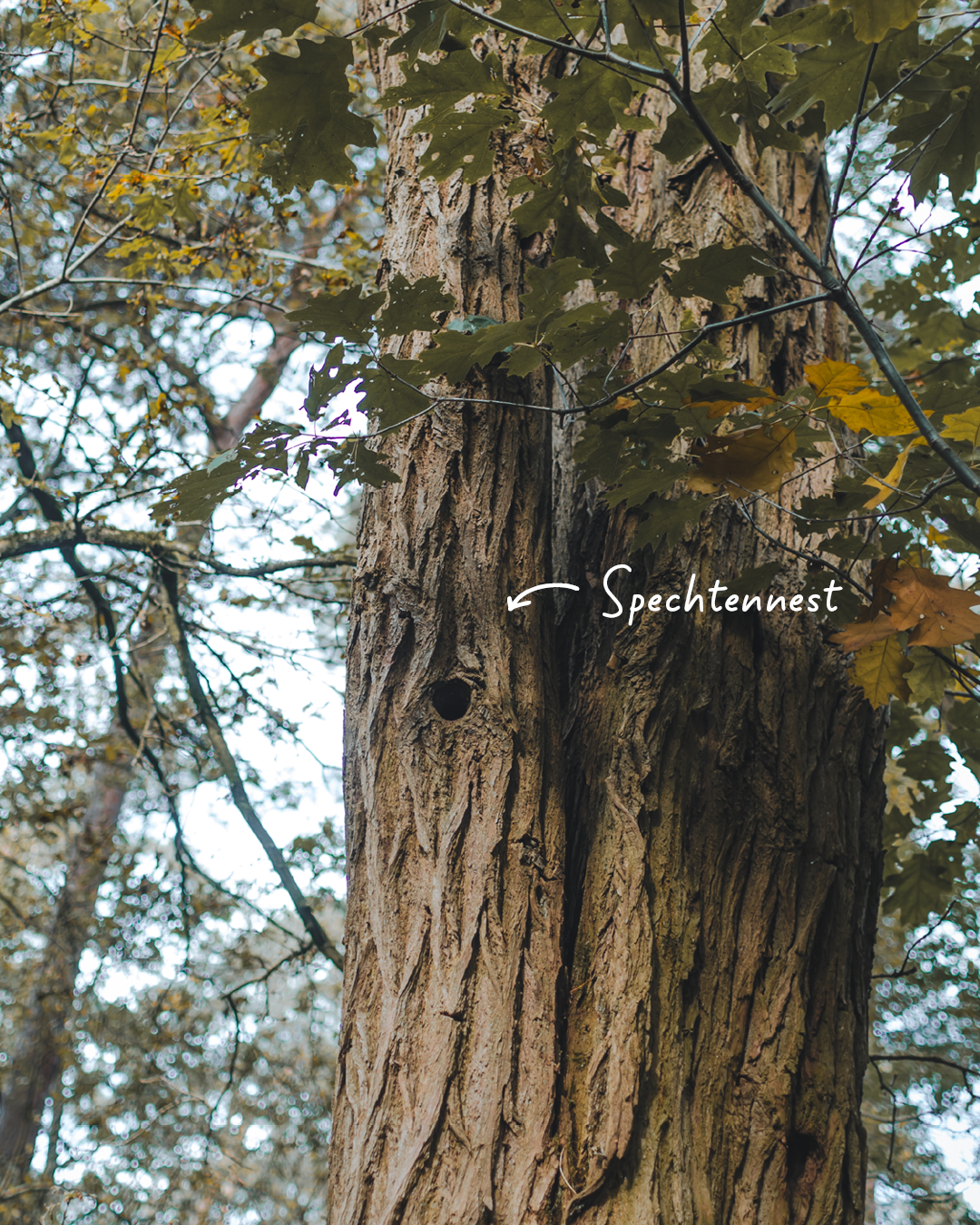 spechtennest in boom