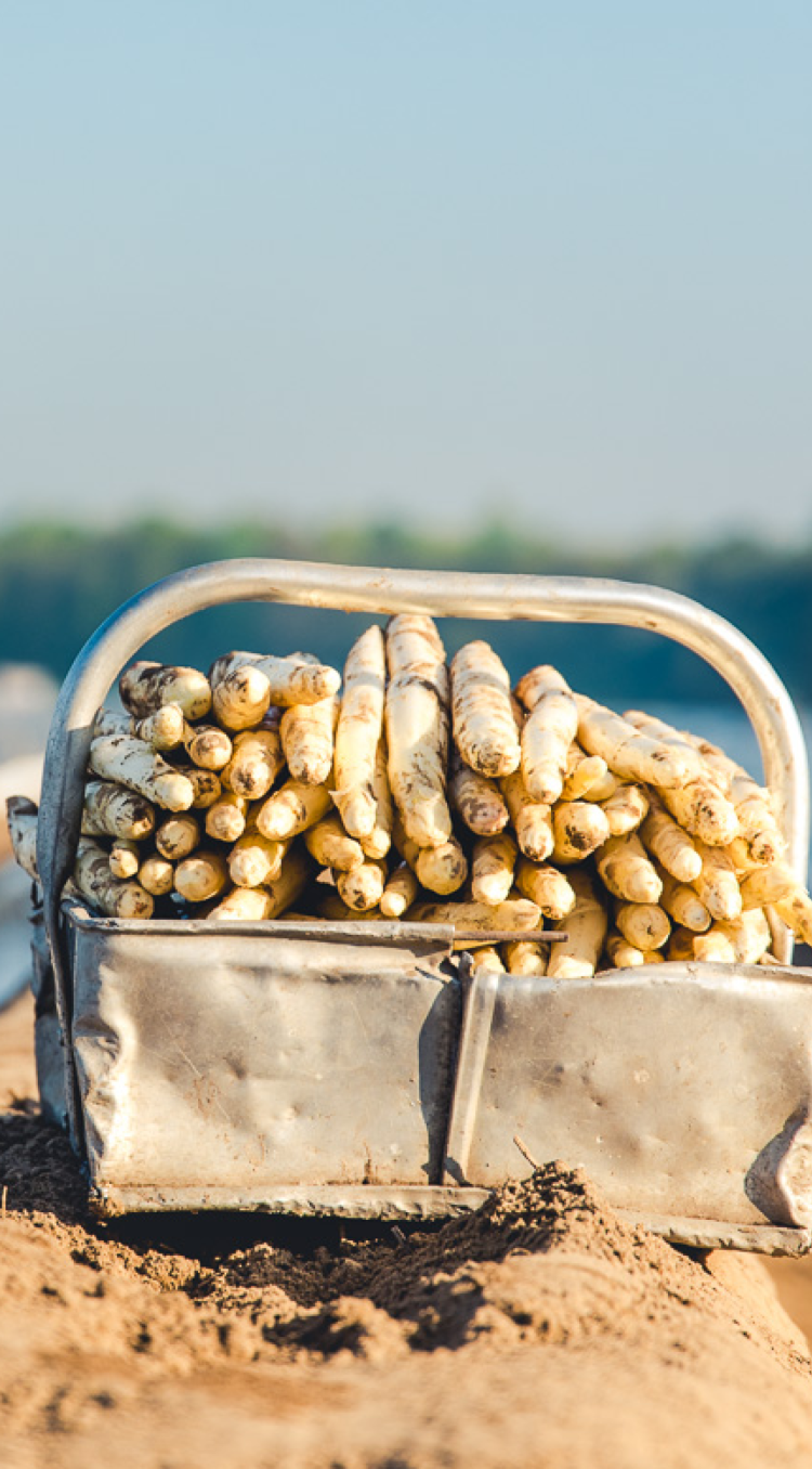 mandje met asperges op aspergebed
