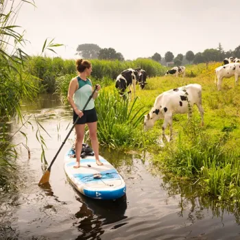 Vrouw op een SUP-board in een smalle waterloop, kijkt naar grazende koeien langs de oever in een groen landschap.