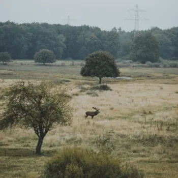 Burlende herten 
